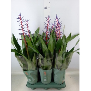 Aechmea  'Blue Rain'