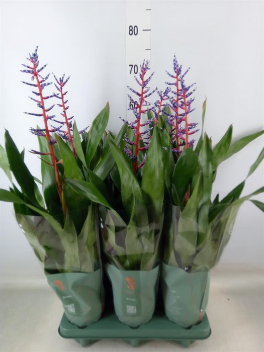 <h4>Aechmea  'Blue Rain'</h4>