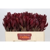 Leucadendron Jester