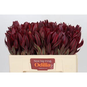 Leucadendron Jester
