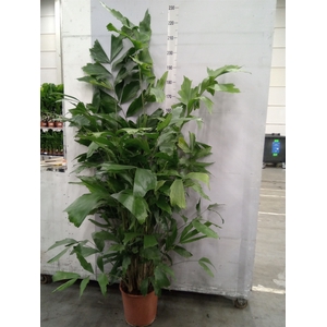 Caryota mitis