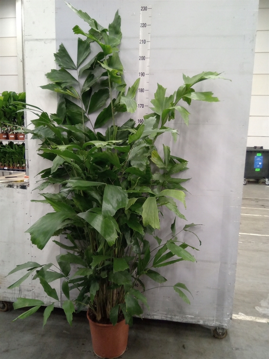 <h4>Caryota mitis</h4>