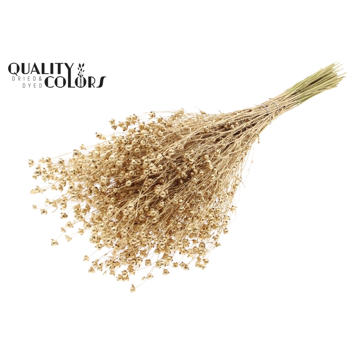 <h4>Lino Vlas p/bunch in poly Antique Gold</h4>