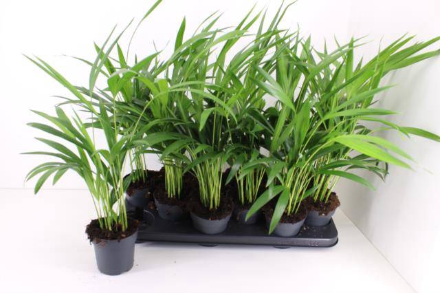 <h4>DYPSIS LUTESCENS</h4>