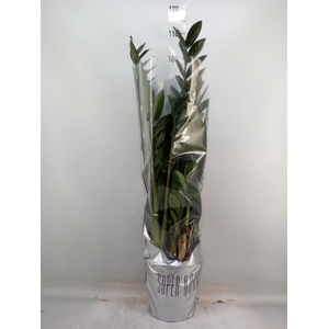 Zamioculcas zamiifolia 'Super Nova'