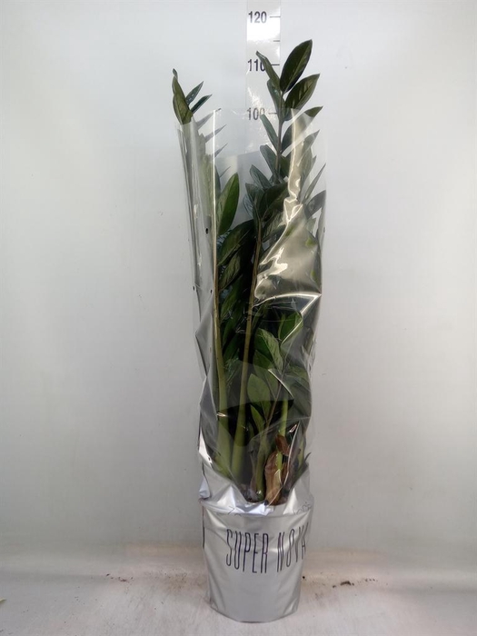 <h4>Zamioculcas zamiifolia 'Super Nova'</h4>