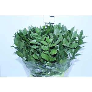 FOLH RUSCUS 080 CM