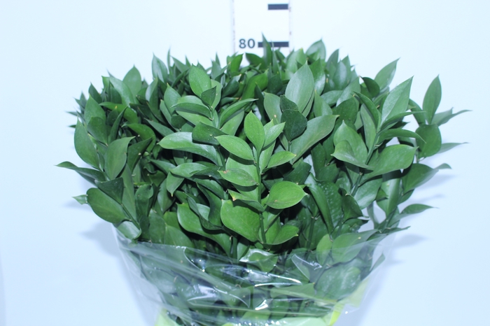 FOLH RUSCUS 080 CM