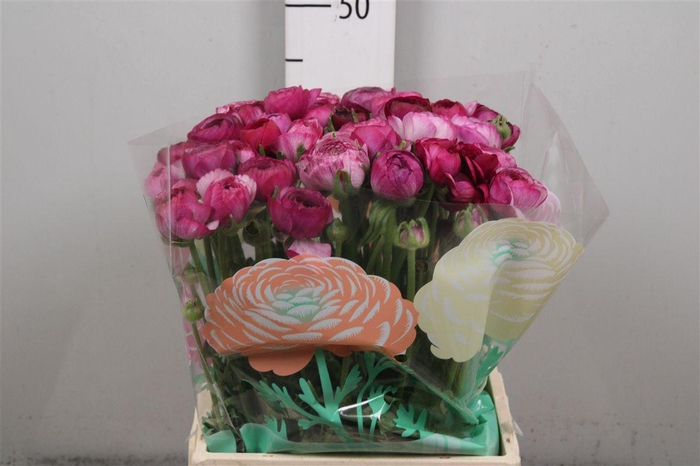 <h4>Ran Am Purple Jean</h4>