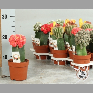 CACTUS GEM