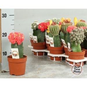CACTUS GEM