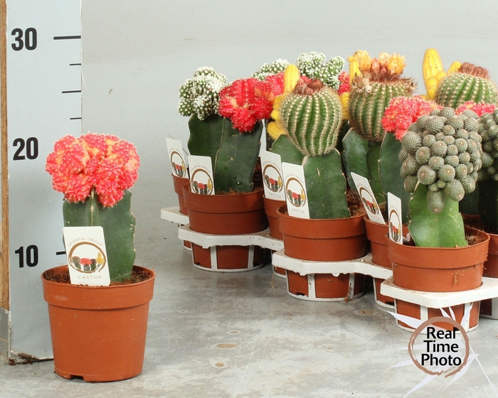 <h4>CACTUS GEM</h4>