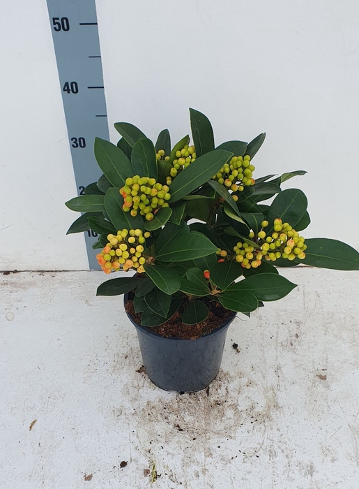 <h4>Skimmia japonica Veitchii</h4>