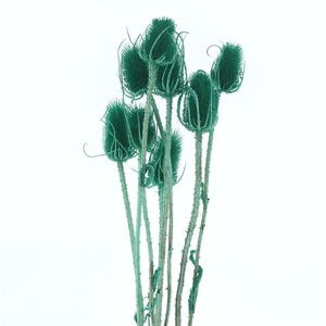 Dried Echinops Bleached Light Green (8st P Bunch)