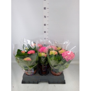 Hydrangea mac. 'Hi Meadow'