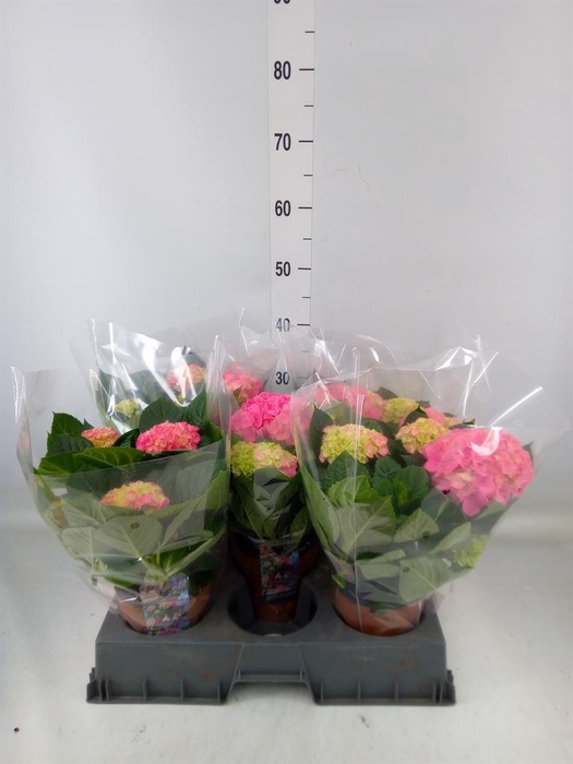 <h4>Hydrangea mac. 'Hi Meadow'</h4>