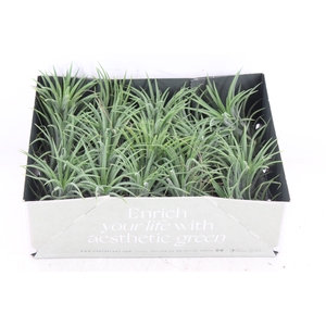 arr3 CP - Till. - Ionantha groen x20