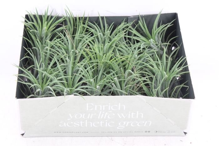 <h4>arr3 CP - Till. - Ionantha groen x20</h4>