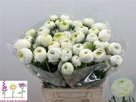 <h4>Ran Aazur White</h4>