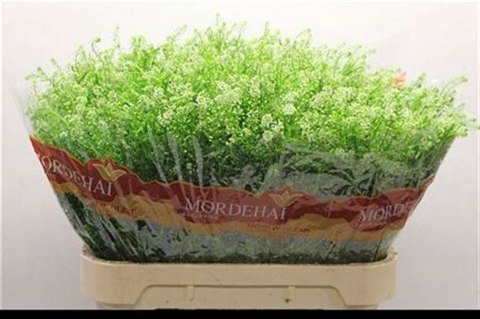 Lep Ru Green Bell