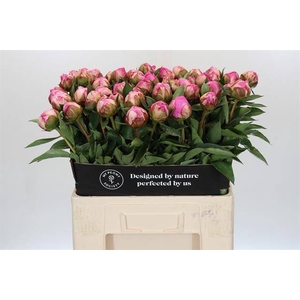 Paeonia dr alexander fleming