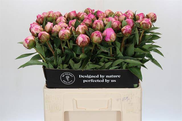 <h4>Paeonia dr alexander fleming</h4>
