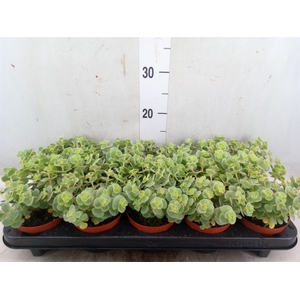 Sedum sieboldii