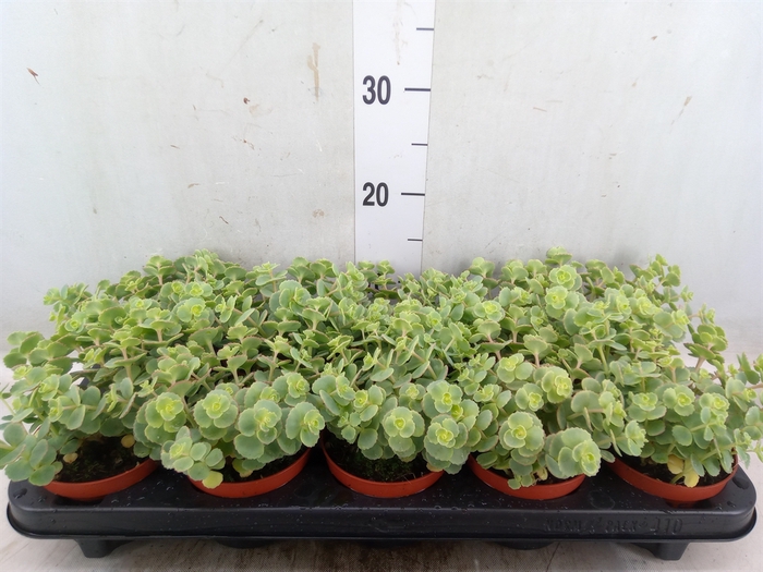 <h4>Sedum sieboldii</h4>