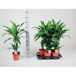 Dracaena frag. Janet Craig