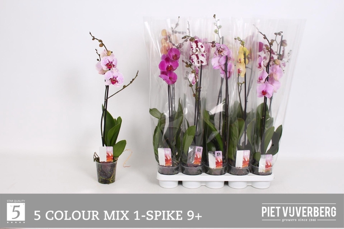 <h4>PHAL GEM 5 KL</h4>
