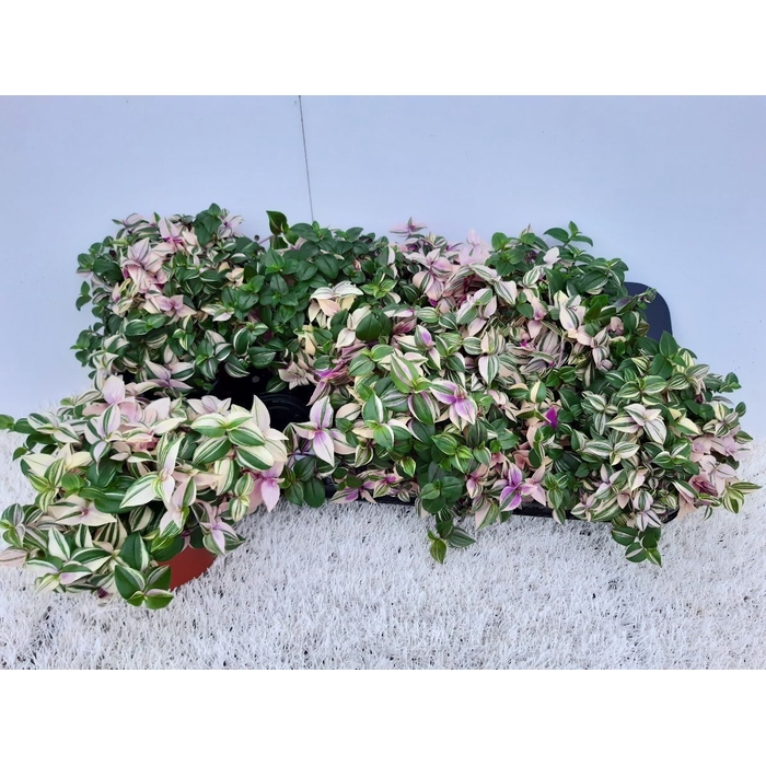 <h4>TRAD FL QUADRICOLOR</h4>