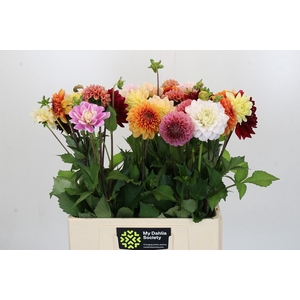 Dahlia Mix In Bos