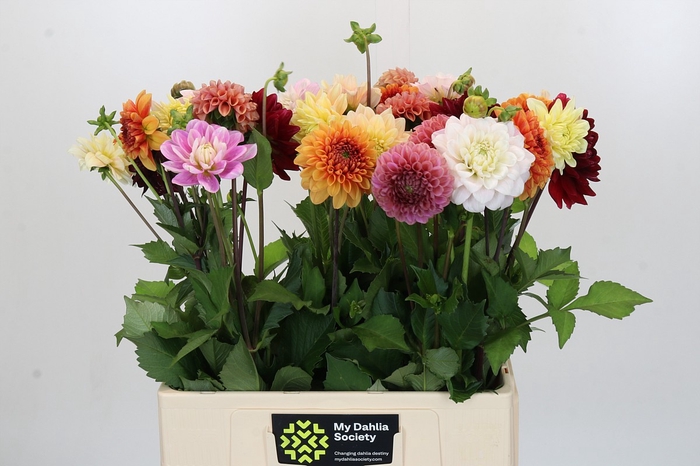 <h4>Dahlia Mix In Bos</h4>