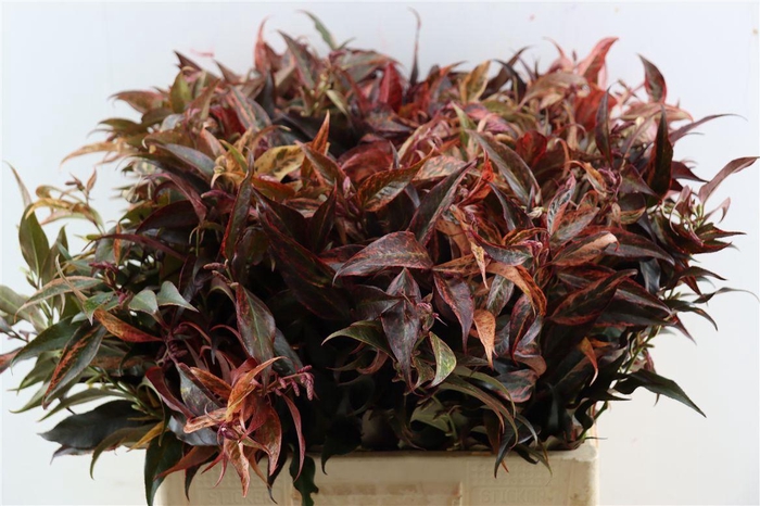 <h4>Leucothoe Klbh Rood</h4>