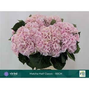 Hydr Matcha Half Classic 60 cm Vicini