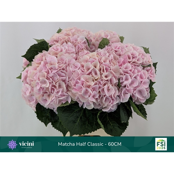 <h4>Hydr Matcha Half Classic 60 cm Vicini</h4>