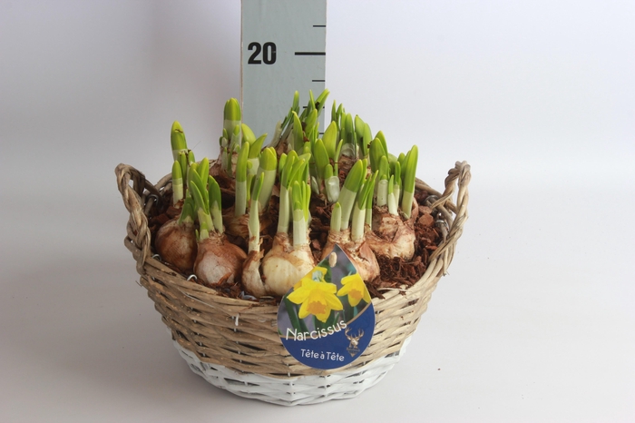 <h4>ARR NARCISSUS</h4>