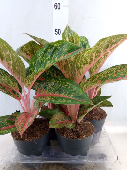 <h4>Aglaonema   ...</h4>