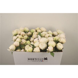 Paeo L Bowl Of Cream