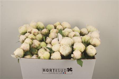 Paeo L Bowl Of Cream