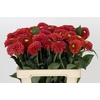 Dahlia Orange Fox