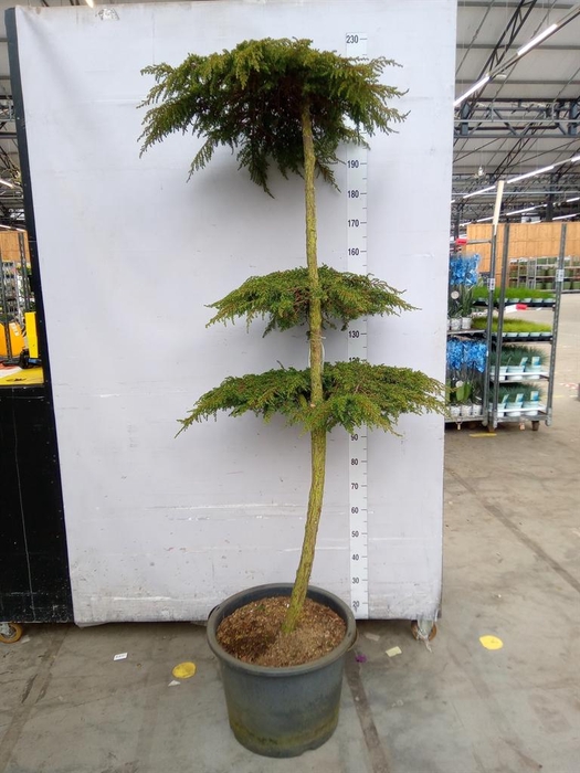 <h4>Juniperus communis</h4>