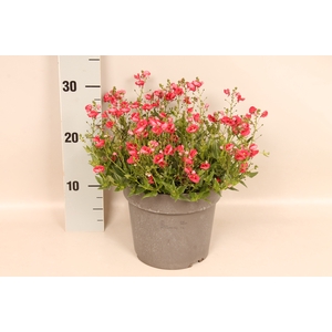 Perkplanten 19 cm Diascia Flying colors Red