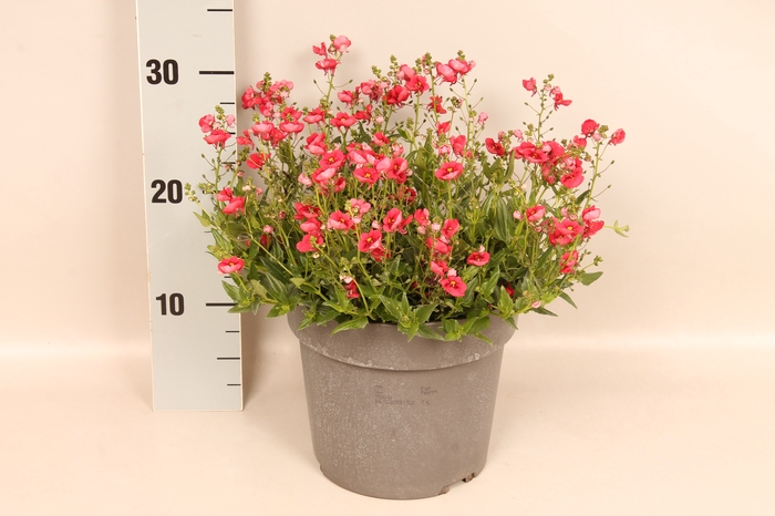 <h4>Perkplanten 19 cm Diascia Flying colors Red</h4>