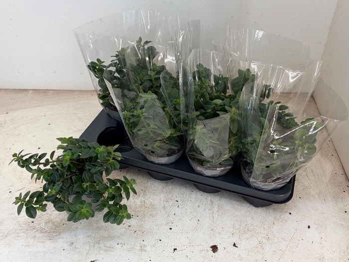 <h4>COLUMNEA ARGUTA</h4>