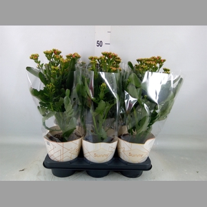 Kalanchoe  'Scarlet Red'