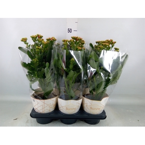 Kalanchoe  'Scarlet Red'