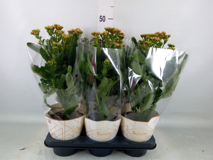 <h4>Kalanchoe  'Scarlet Red'</h4>