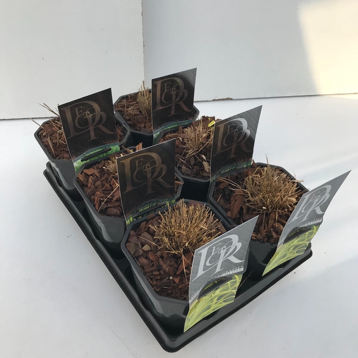 <h4>Hakonechloa mix in tray</h4>