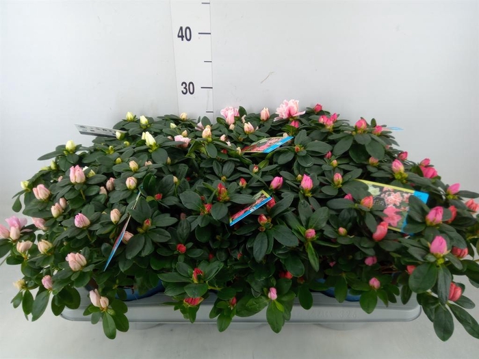 <h4>Rhododendron sim. 'Hellmut V' .mix6</h4>